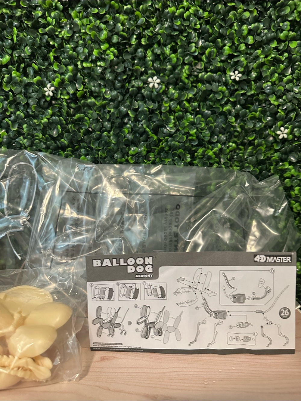 Balloon Dog Anatomy Model Kit #85 - Picture 9 of 9